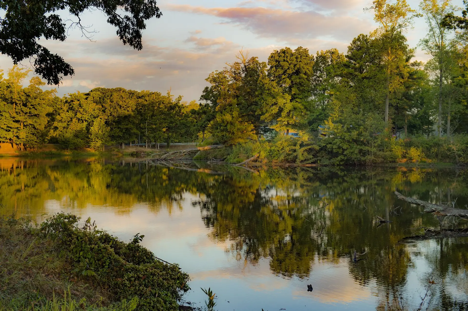 Birding in the Big Woods